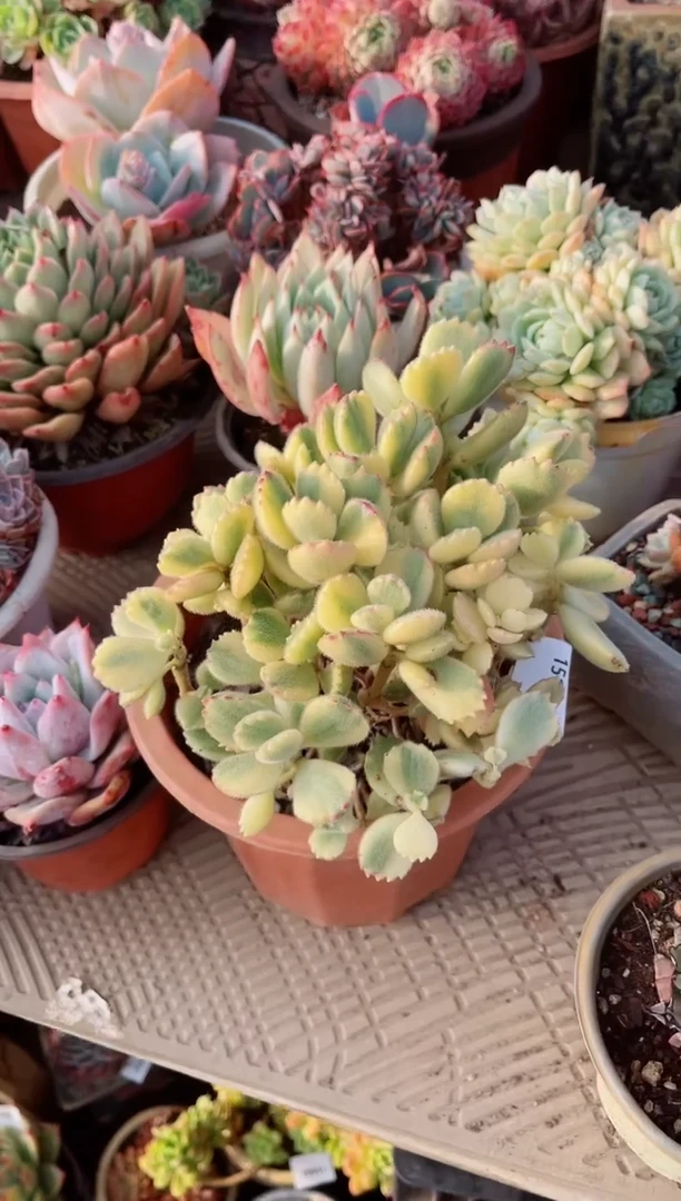 【闪购商品】15179