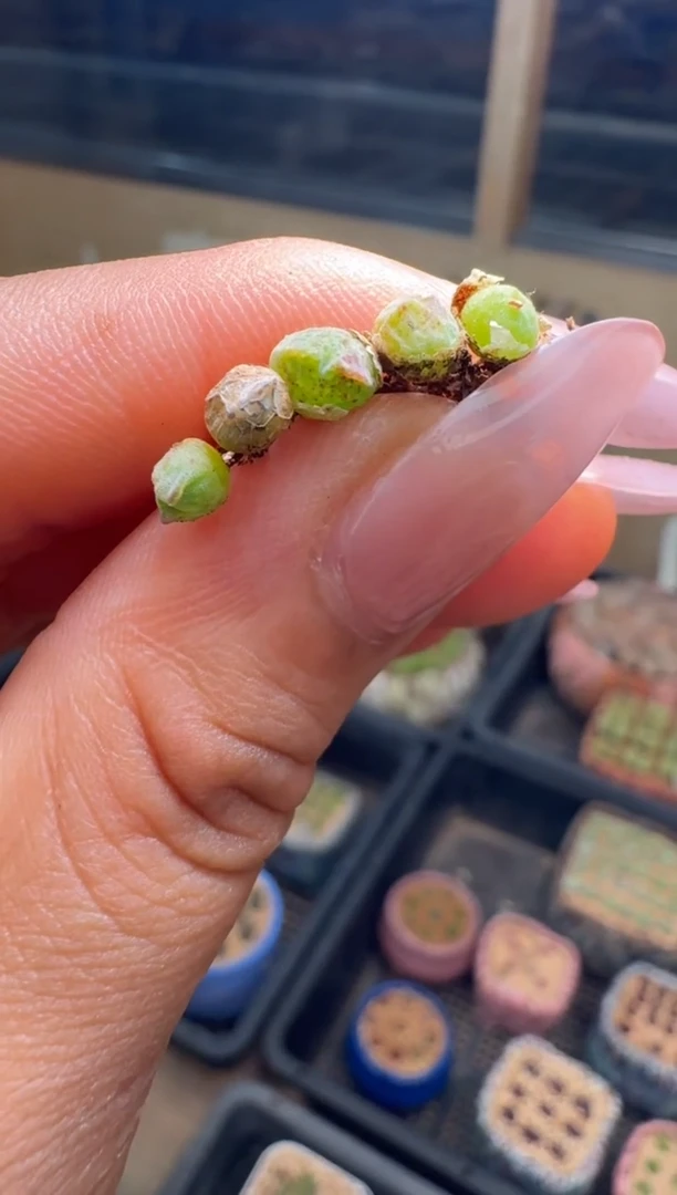 26-47多肉植物肉锥985猪蹄一颗