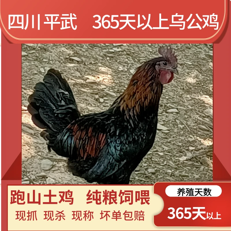 365天以上现抓现称乌公鸡散养走地鸡大公鸡