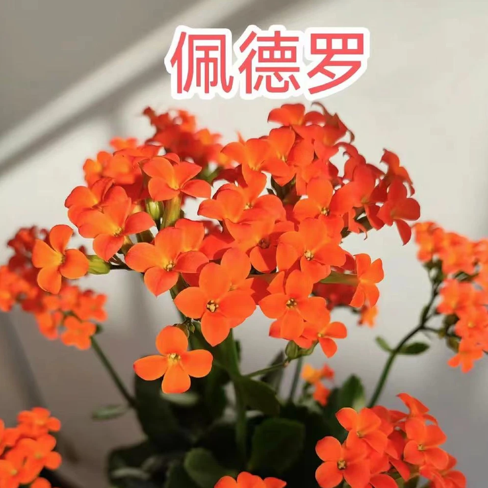 （佩德罗）长寿花，13cm盆，拍三发四