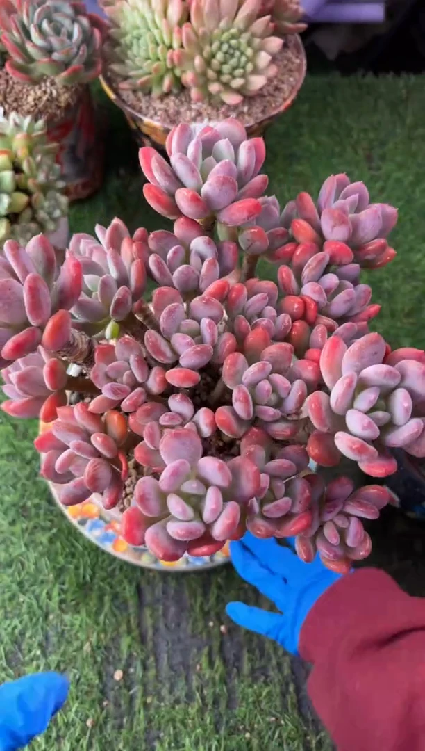 昆明印象多肉1964