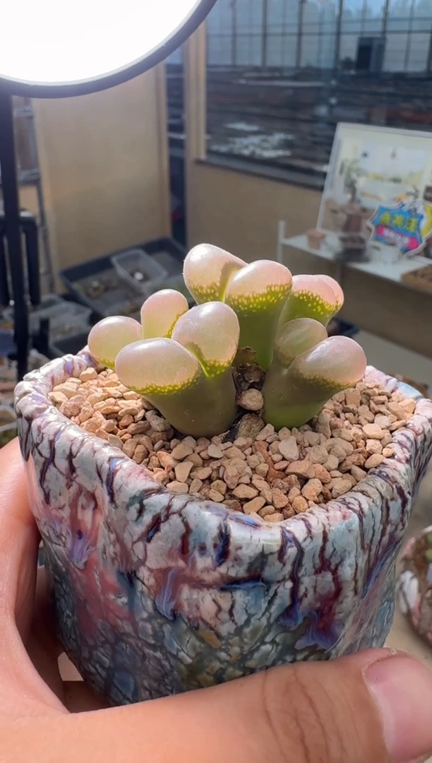 开****x597多肉植物一颗