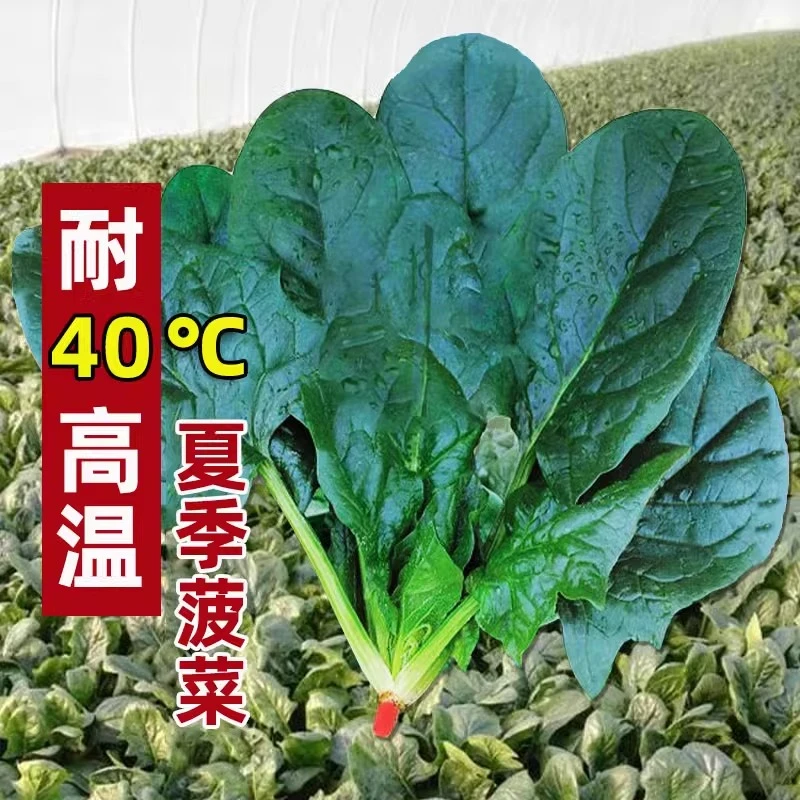 大叶菠菜种子耐热夏季种籽菠菜种籽春秋冬四季农家蔬菜菠菜籽种孑