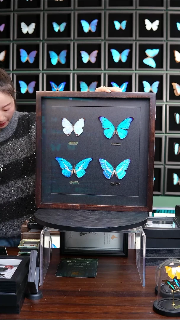 四大美蝶闪蝶组合