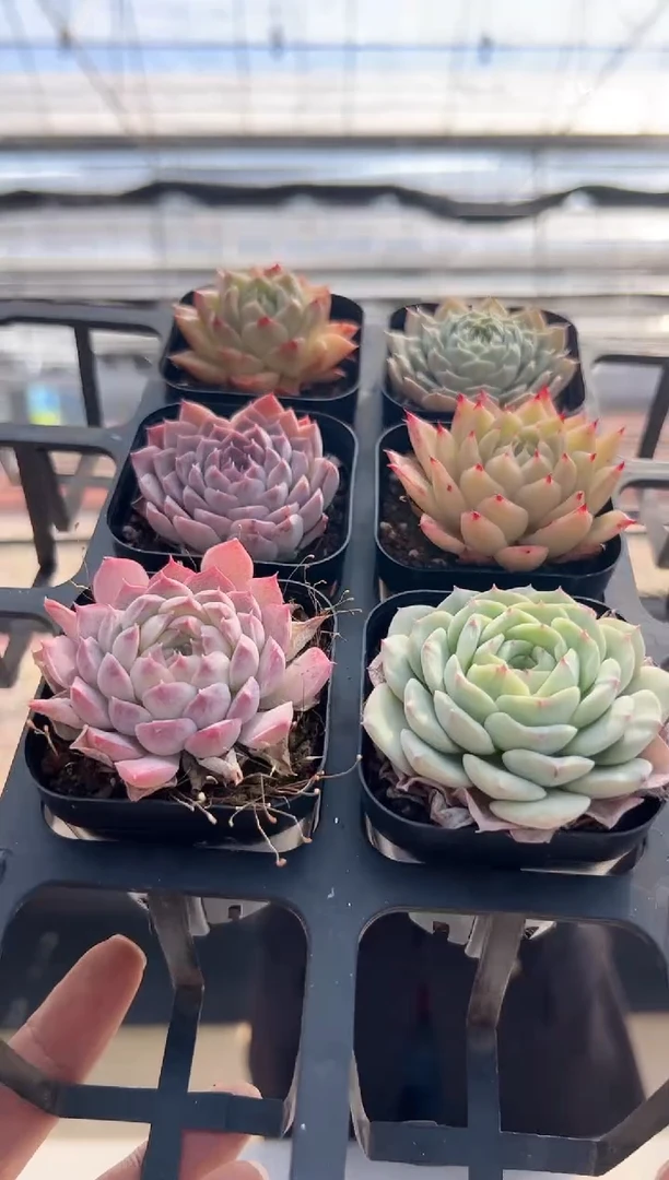 【闪购商品】福利款14（随机6选一，其中一颗）不可选