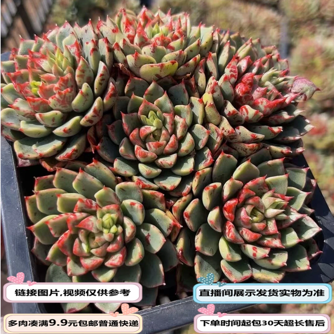 血滴子（多肉植物）以直播间展示为准云南基地源头直发新手好养