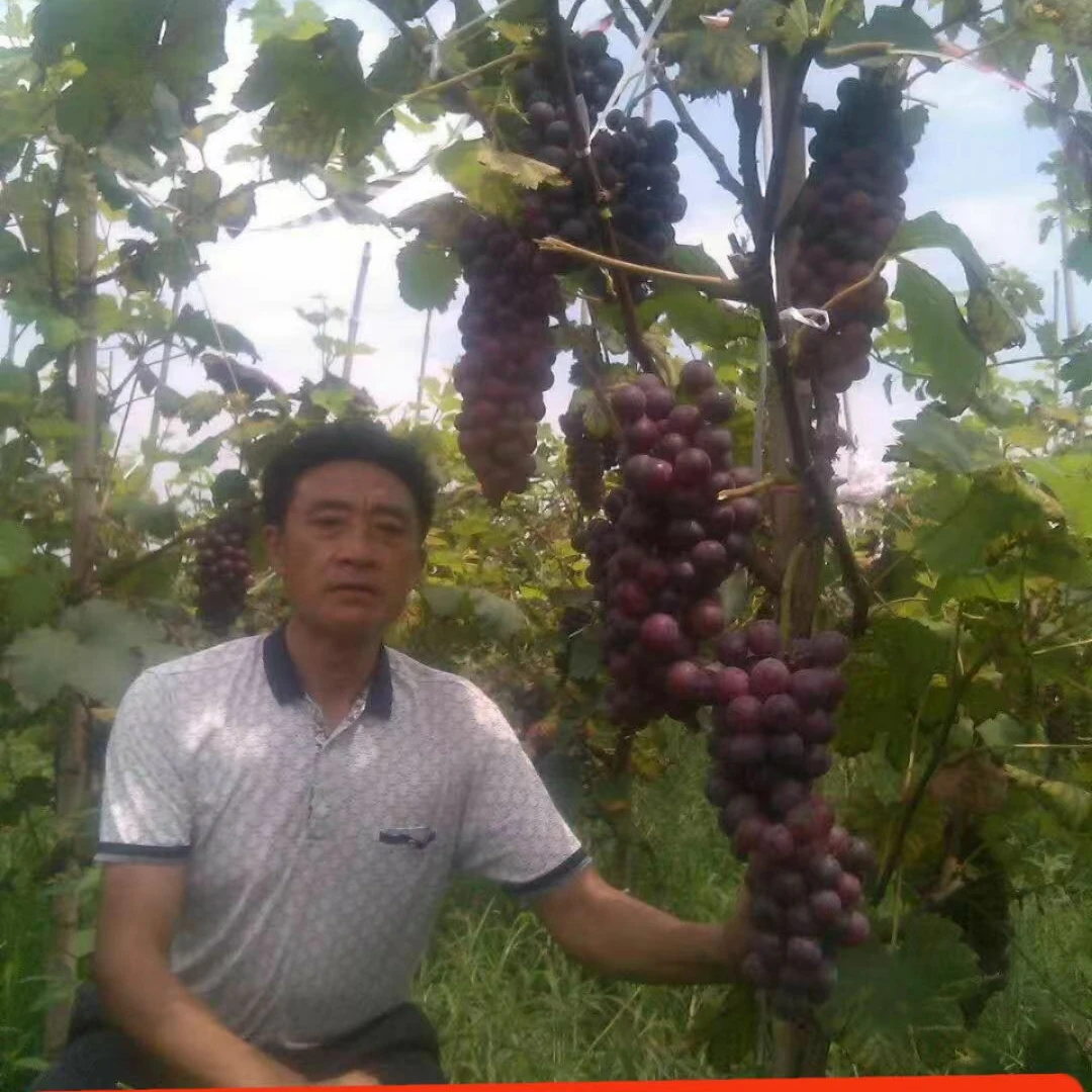 美国黑提葡萄非常抗病，生长快肯结果，甜度高。又是很好的酿酒葡萄