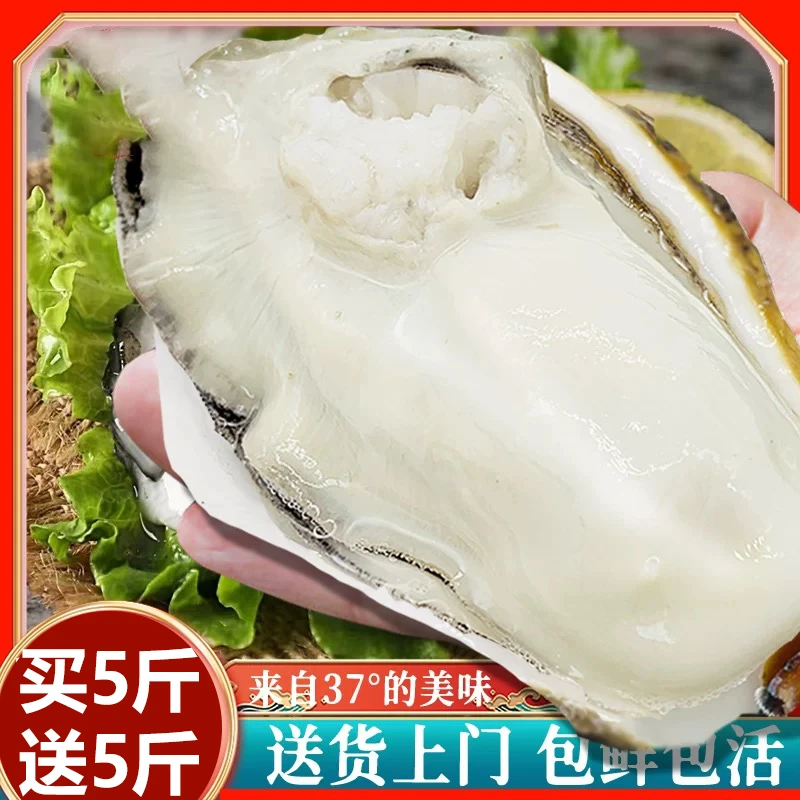 【买5斤送5斤】生蚝新鲜原产地牡蛎大生蚝烤生蚝海蛎子
