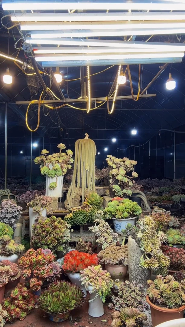 【闪购商品】43号一物一拍默认微瑕不售后