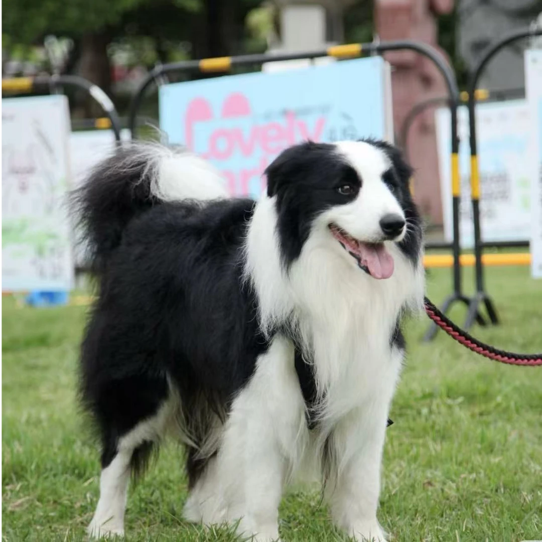 超人家的边牧 边牧萌宠活体