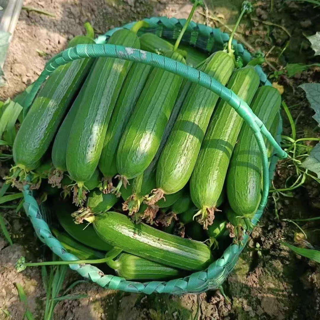 奶油香丝瓜苏北本地农家现摘现发绿皮丝瓜时令蔬菜丝瓜子3/5斤新鲜