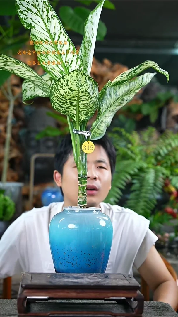 当前无花栽培后可以开花暴风雪315T