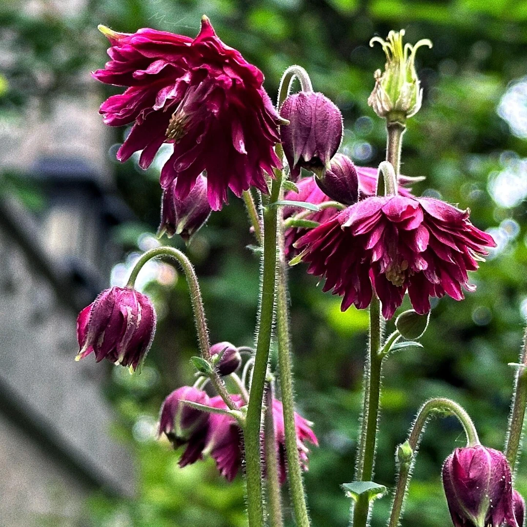 [重瓣巴洛系列耧斗菜] 1盆150口径庭院耐寒植物美观造景花材