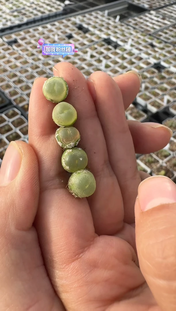 240多肉植物肉锥一颗