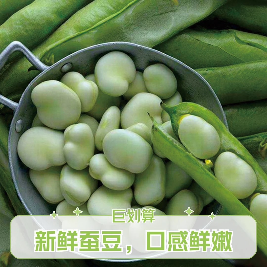 新鲜蚕豆云南露天栽种胡豆罗汉豆带壳粒现摘兰花青豆荚整箱蔬菜