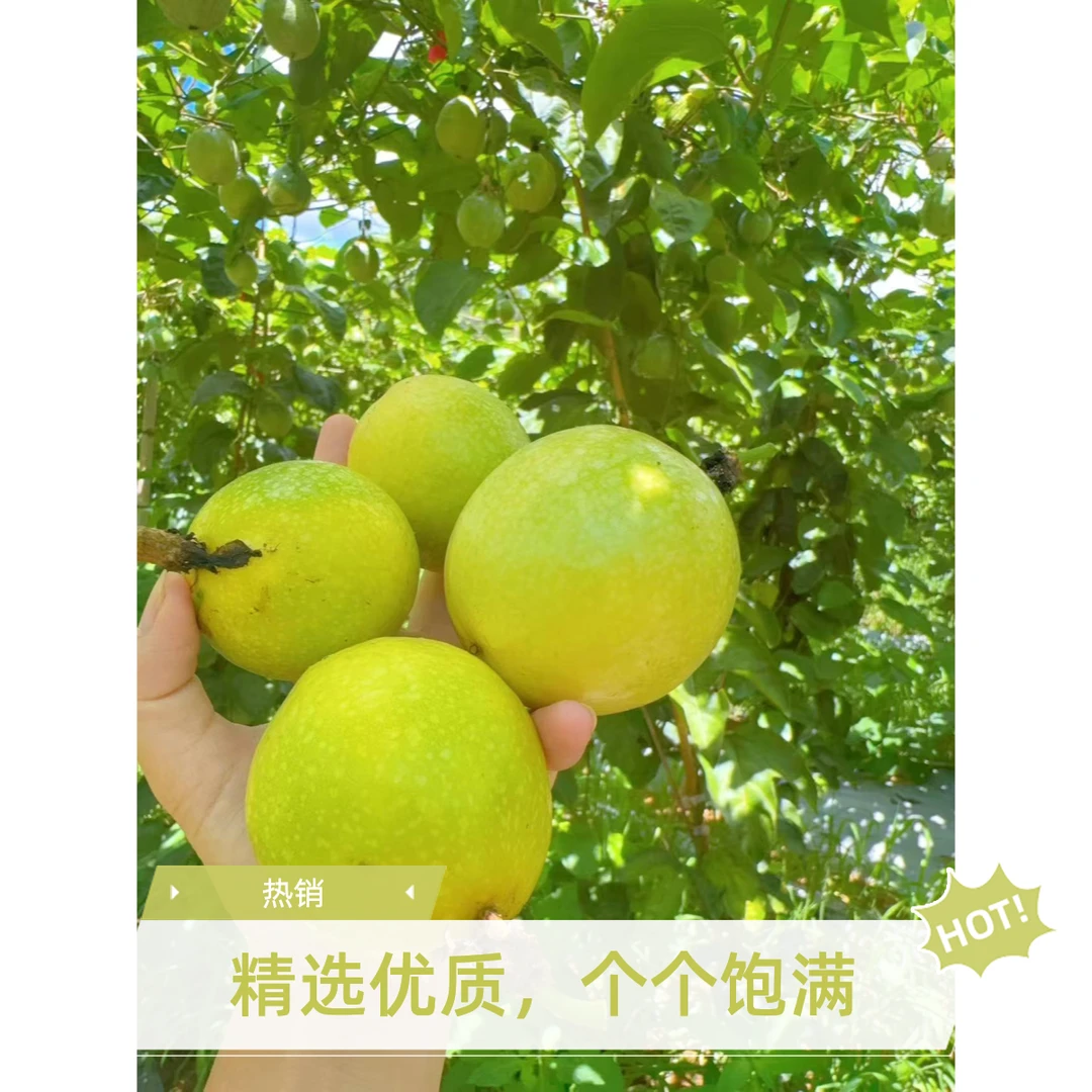 福建武平黄金百香果果园现采现发手工制作饮品