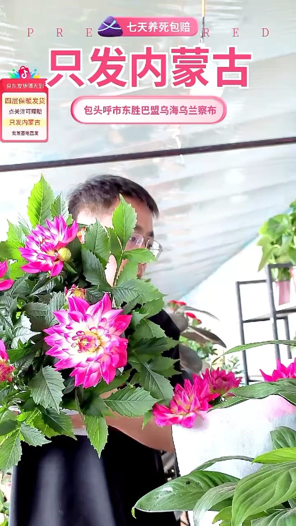 完全开放荷花大丽