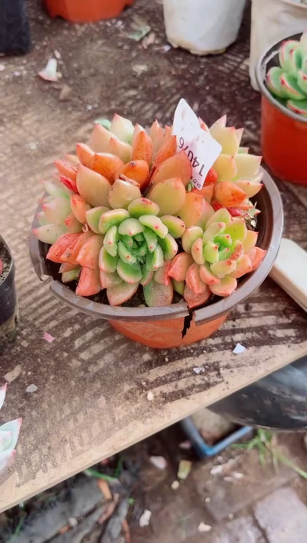 一**扣跃跃精品多肉14076