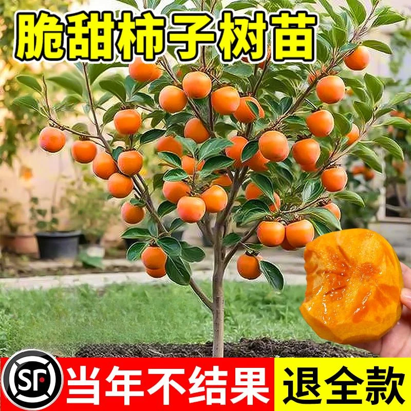 柿子树苗脆甜柿子苗树火晶柿子果树苗南北方种植盆栽地栽当年结果