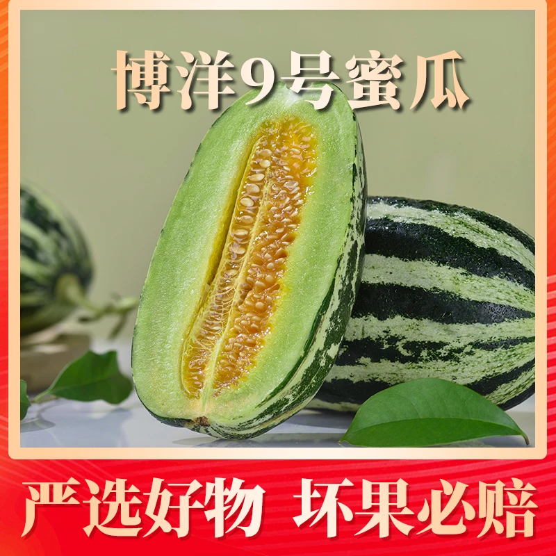 【坏果包赔】山东博洋9号蜜瓜3斤3-4个/4.5斤4-6个单果250-700g