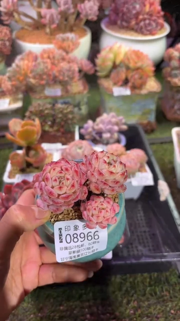 【闪购商品】08966脱土带盆