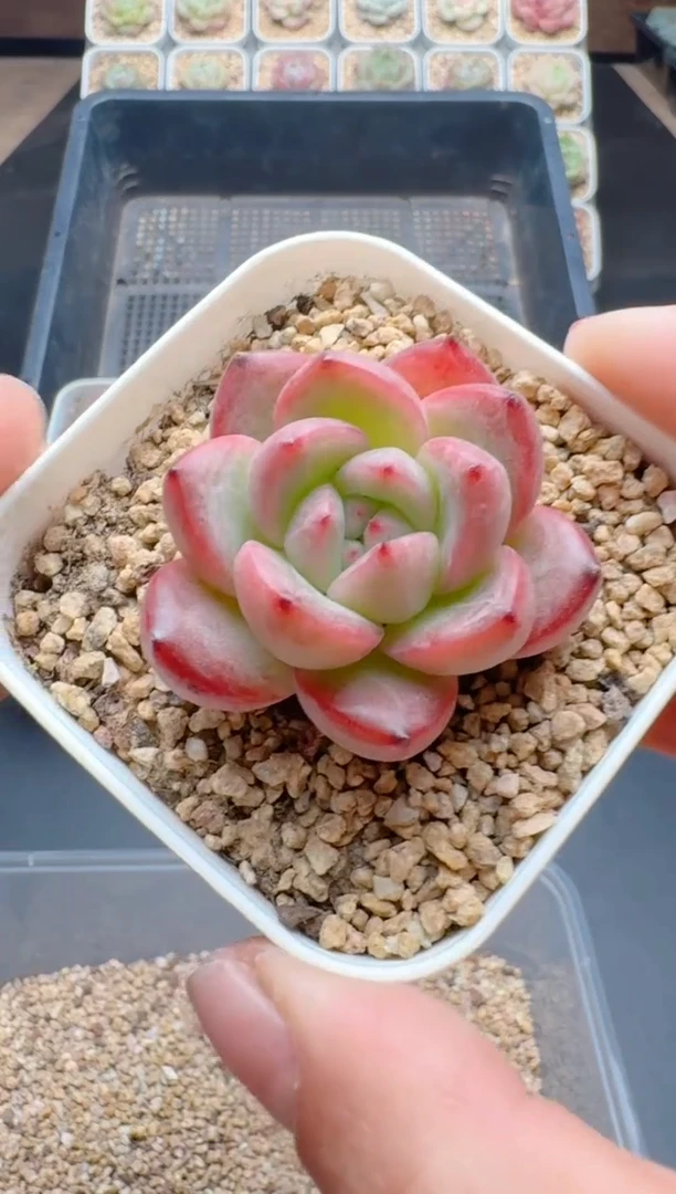 【闪购商品】051A多肉带盆土6.5杯当天拍3颗包柚