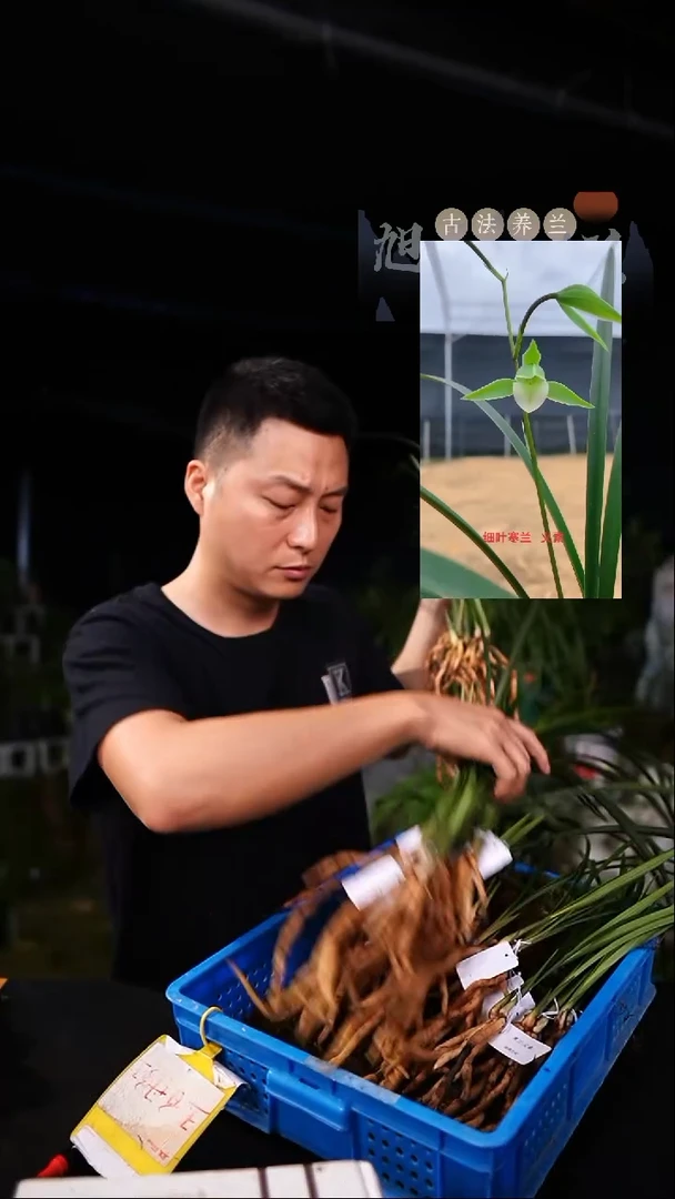 当前无花栽培后可以开花寒兰义素-前垄单苗带2芽