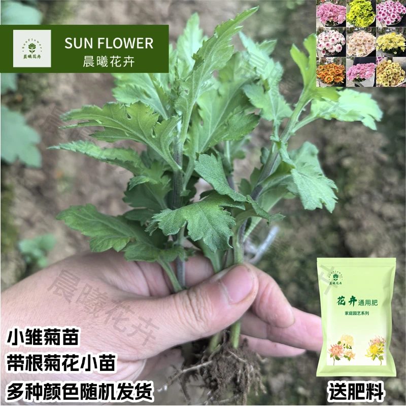 包对版鲜花盆栽雏菊小苗混色菊花苗耐寒花卉苗盆栽阳台庭院四季