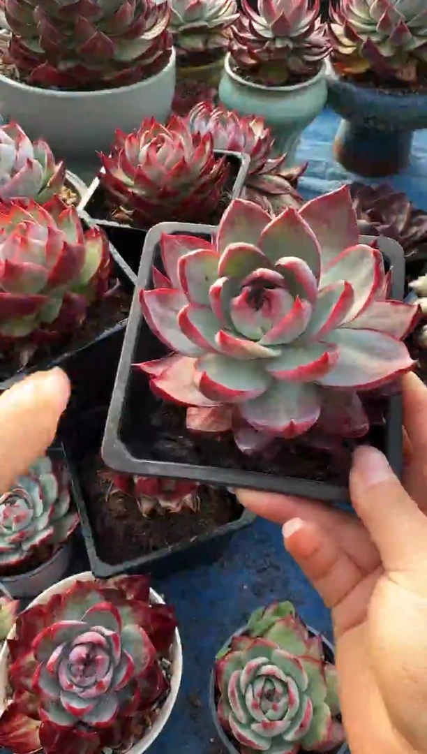 惊鸿仙子 （量拍）配货参考裸根发货