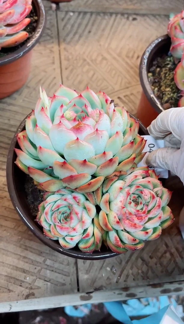 【闪购商品】04046