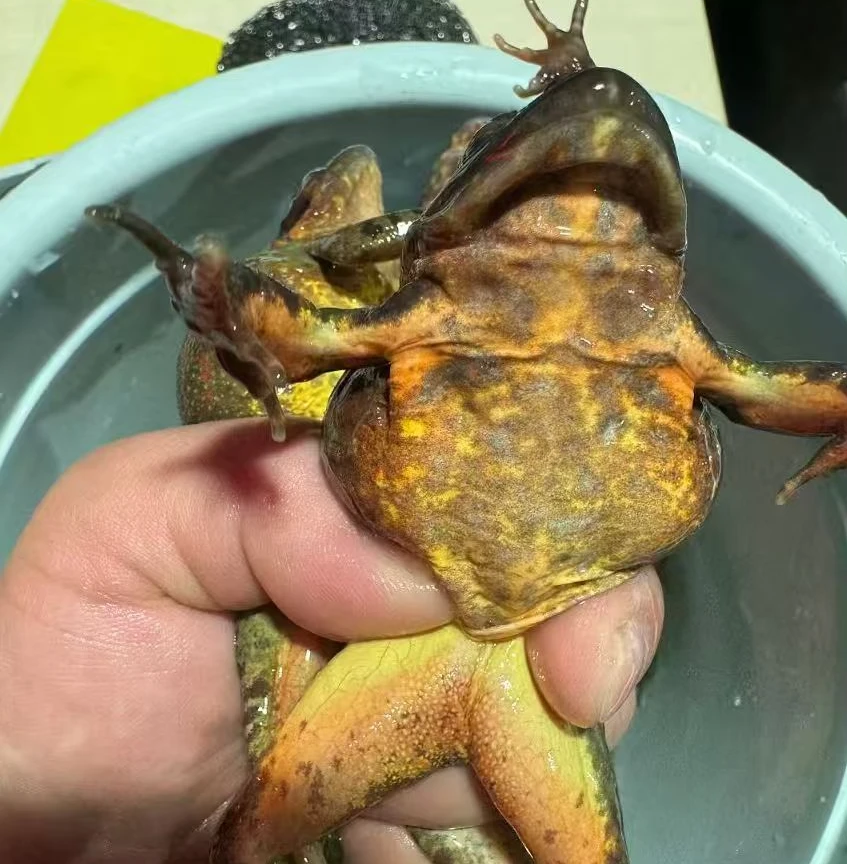 （中母豹子）东北长白山河鲜活蛤蟆