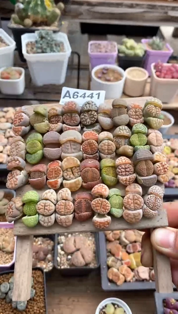 【闪购商品】6441直播一物一拍