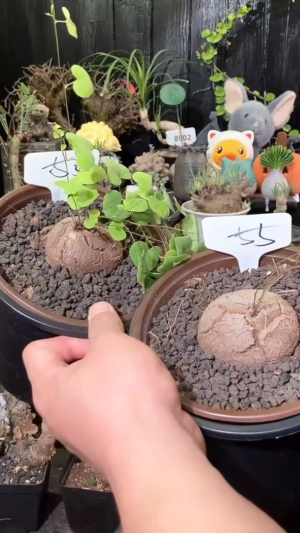 55号1025福利特价南非龟甲龙套餐