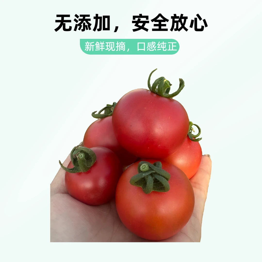 迷你宝宝4斤【京展】草莓西红柿 草莓番茄 铁皮西红柿 小时候味道新鲜北京市