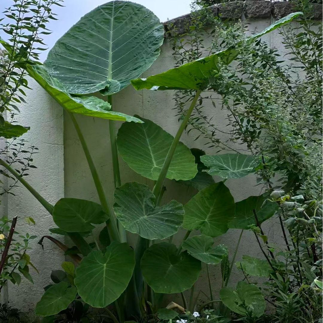 巨型霸王象耳芋网红热带观叶植物造景绿植