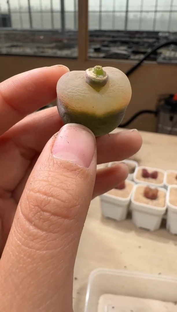 20-66多肉植物肉锥