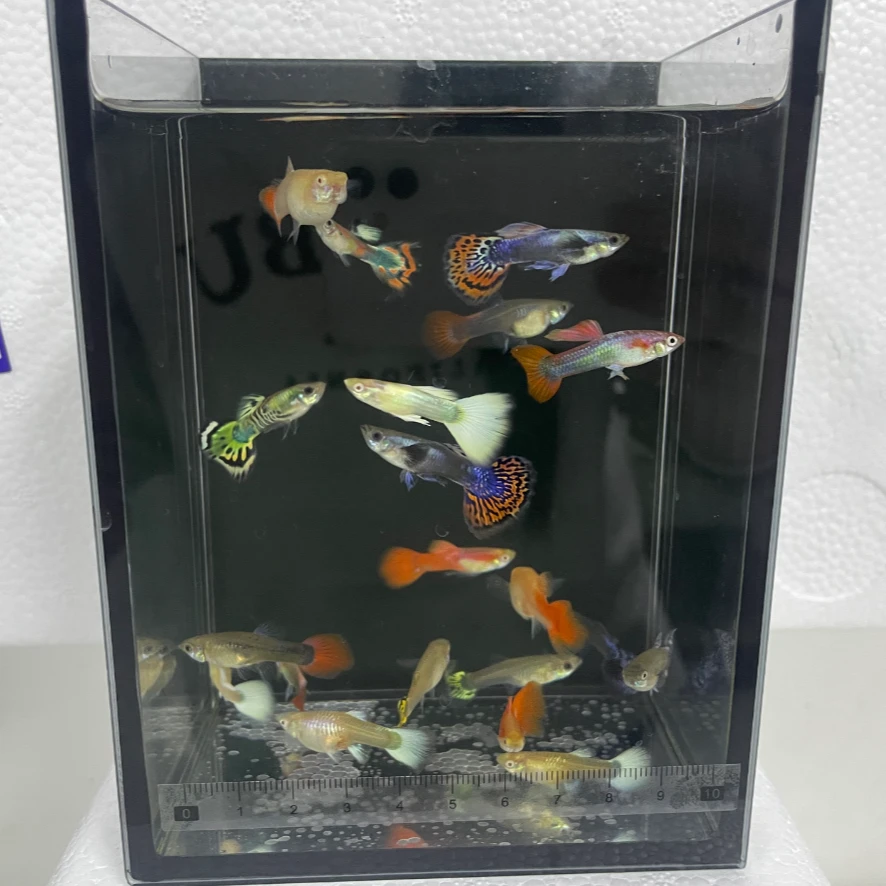 全红+大耳马赛克+红扇+花老虎+白金礼服（2-3厘米孔雀鱼组合）