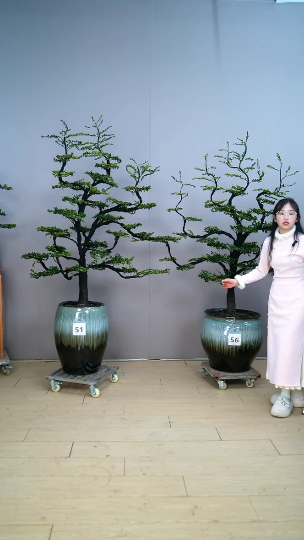 【闪购商品】51号广东小叶紫檀黑骨茶