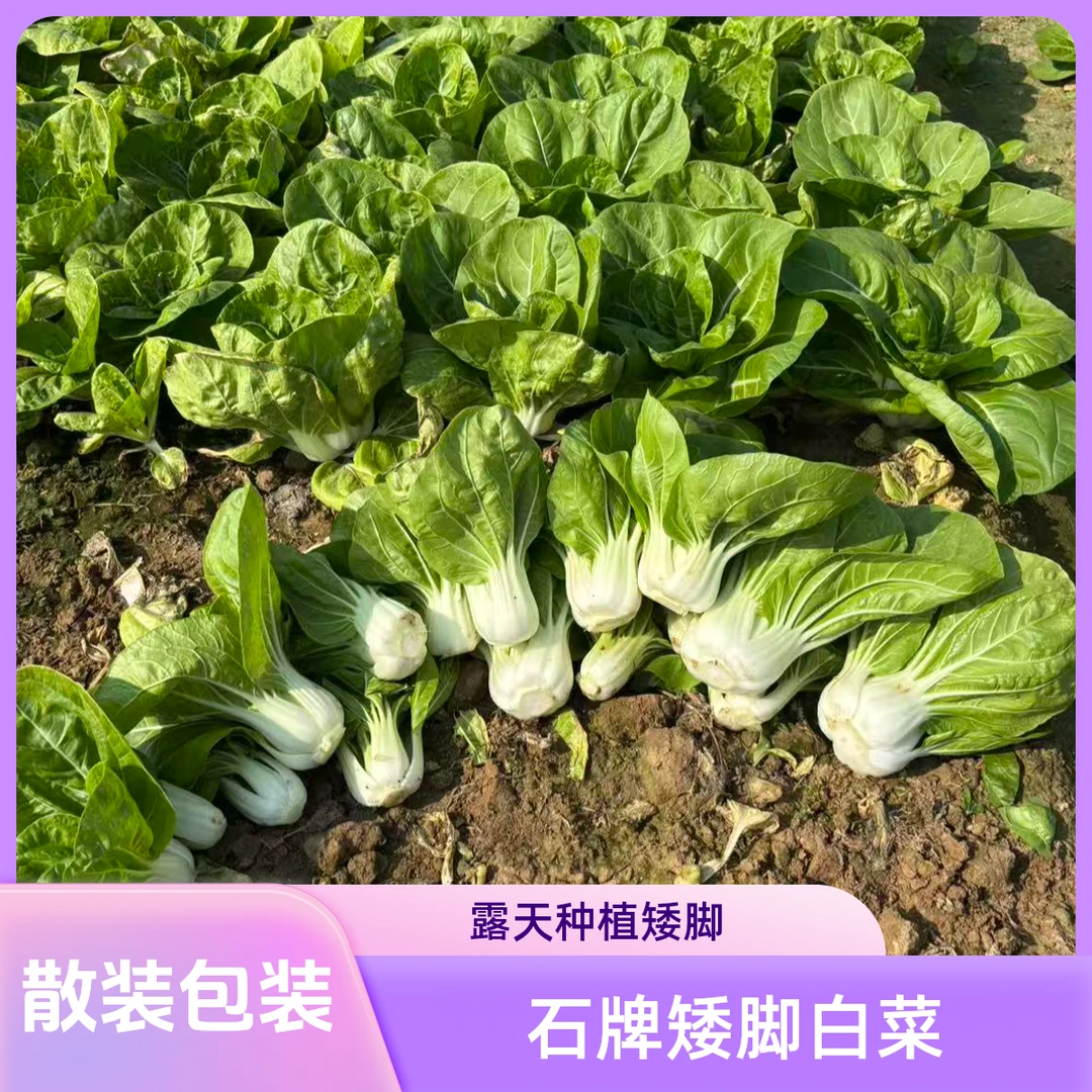 安庆石牌本地露天种植现采摘矮脚白菜阿丰蔬菜小白菜顺丰快递包邮
