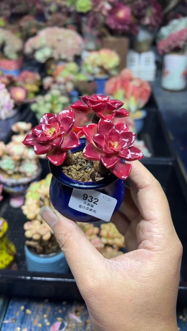 茉**开932            带盆