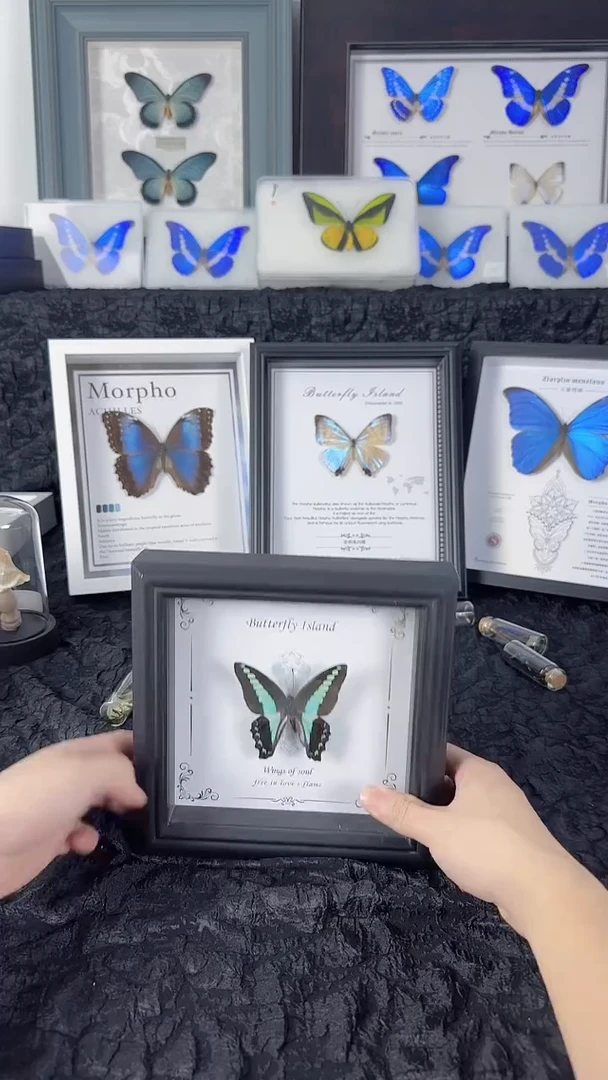 天然蝴蝶标本收藏