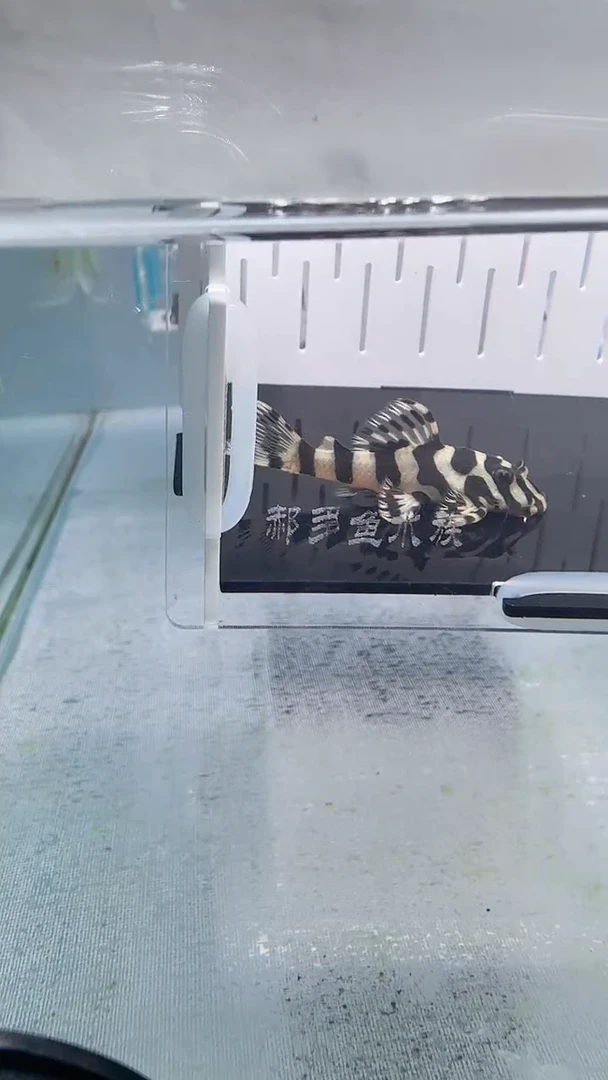 清道夫4.7不包入缸损123