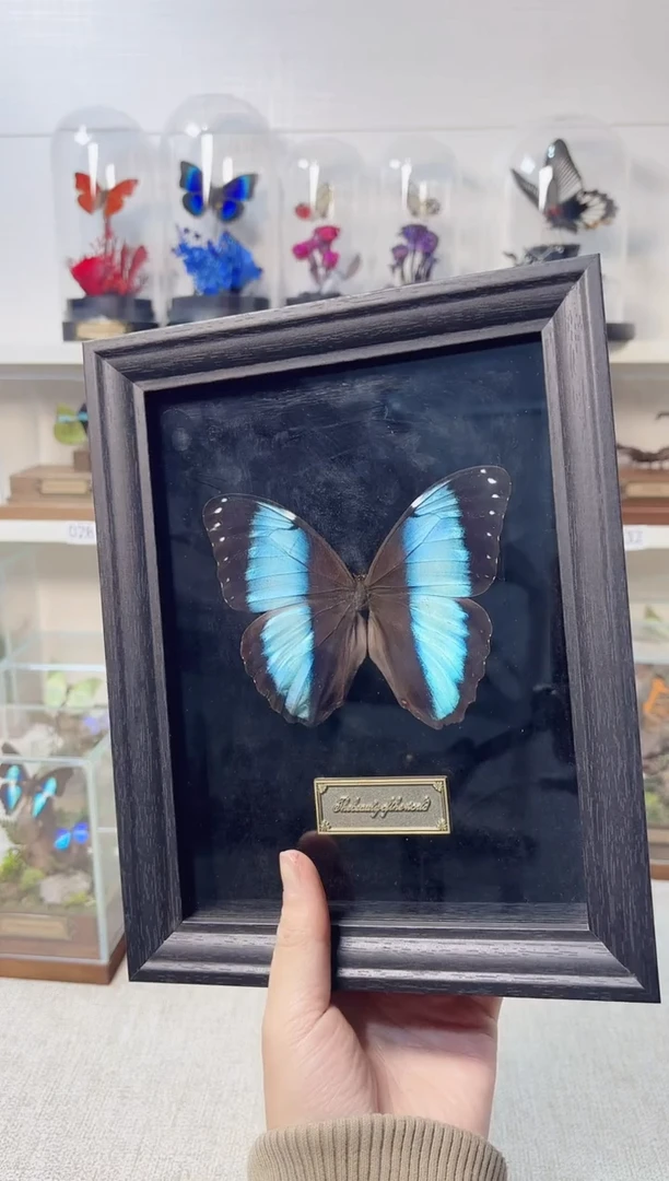 真实的大自然标本A-微瑕