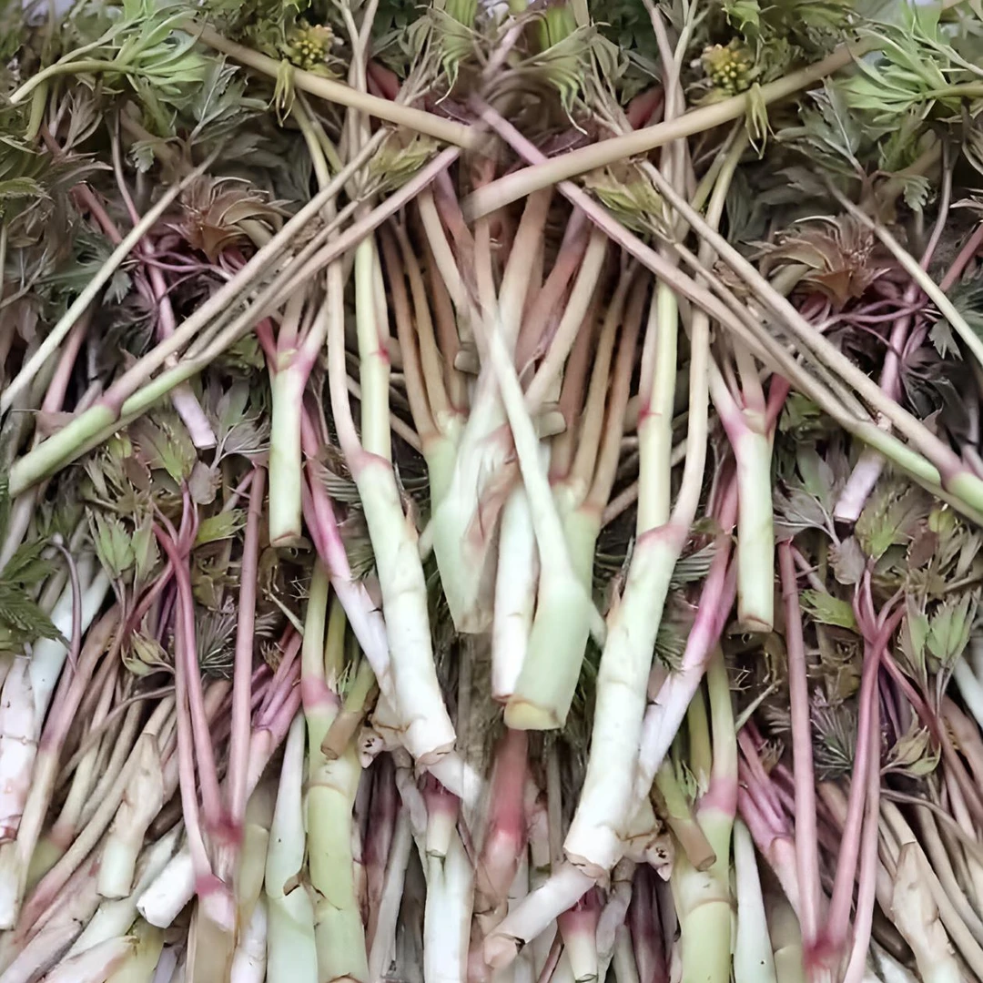 【荞麦秧种子】荞麦秧种子野菜盆栽地栽易种易活