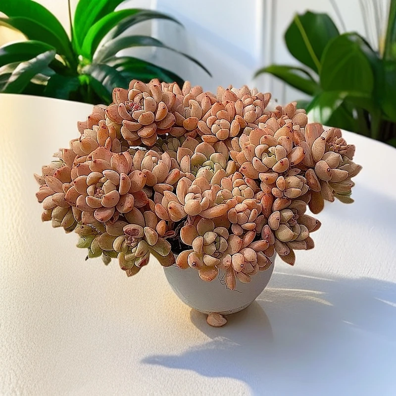 【望酥 多肉植物 】带盆土发货新手好养花旦精品多肉基地直发