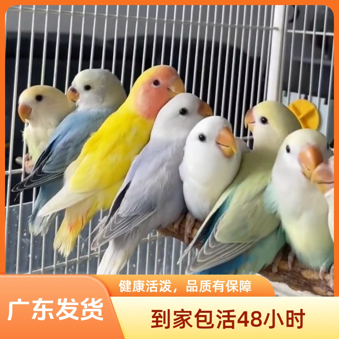 牡丹鹦鹉补差价链接