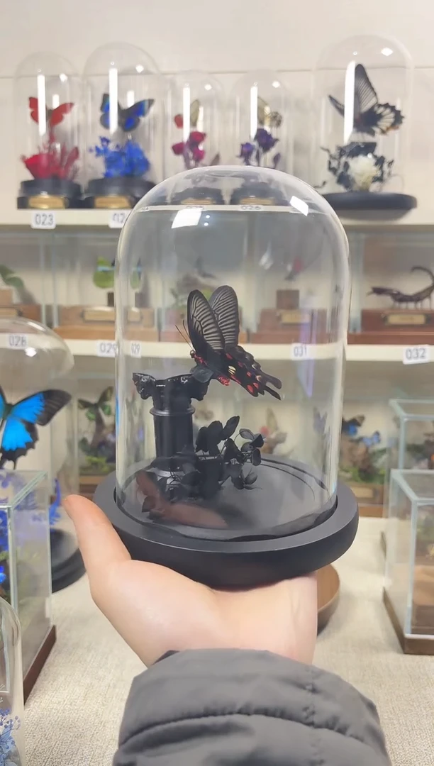 真实的大自然蝴蝶标本