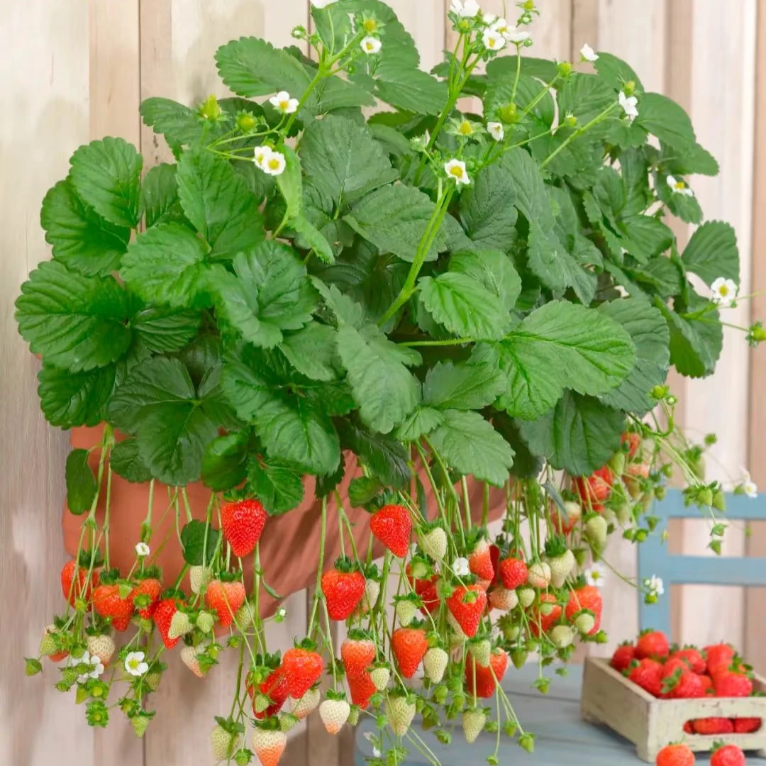 四季奶油大草莓水果盆栽耐高温耐冻易养室内外阳台易结果开花带果