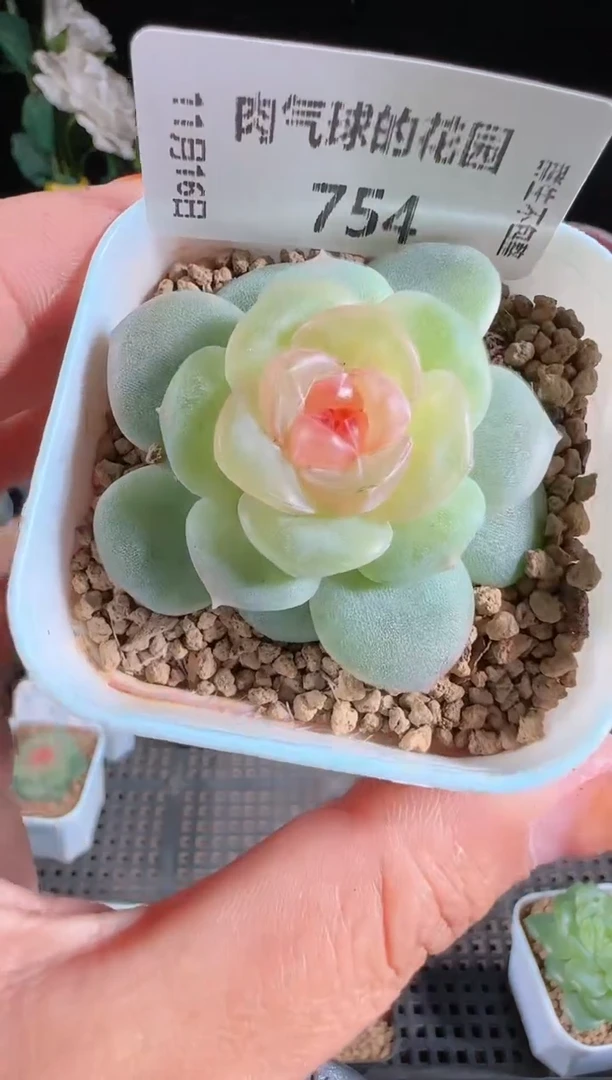1116-754bl53群生不包整