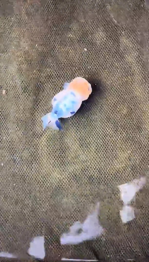 金鱼昵***置水娃娃观赏鱼兰寿金鱼 不包邮